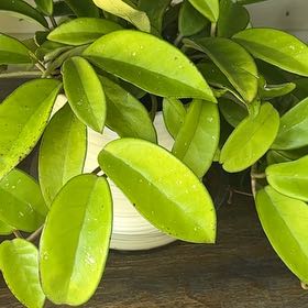 Photo of the plant species Hoya parviflora by @TutorStaraloe89 named Scarlett on Greg, the plant care app