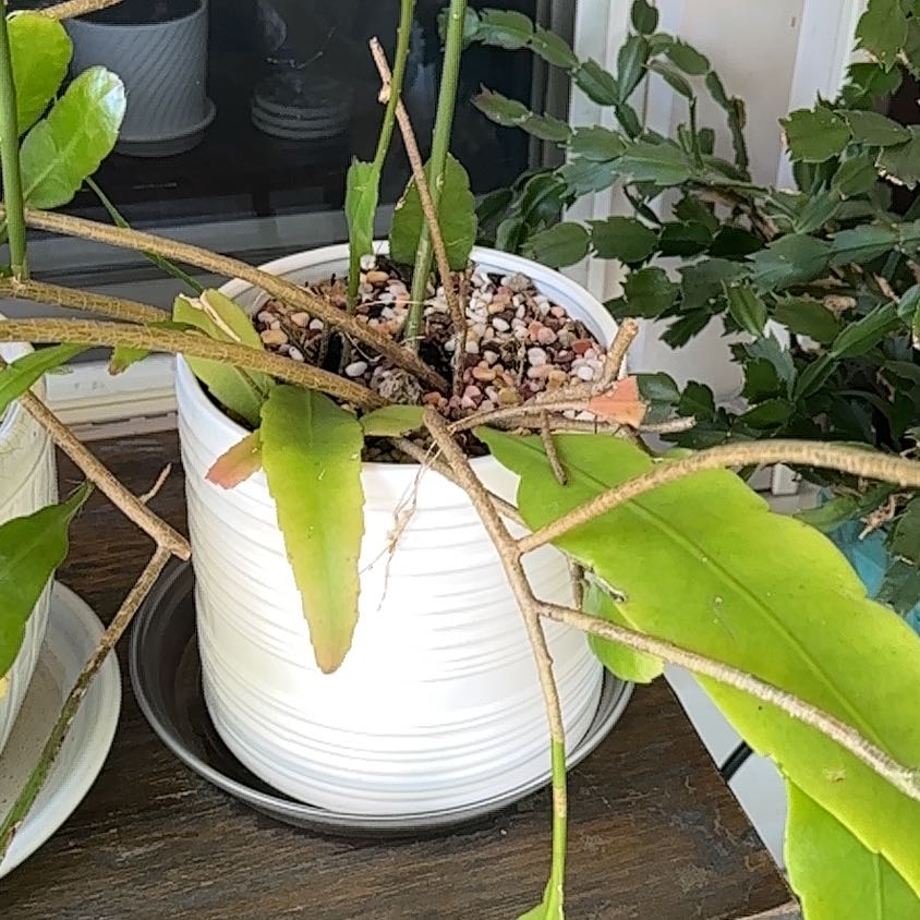 Photo of the plant species Night Blooming Cyrus by @TutorStaraloe89 named Dax on Greg, the plant care app
