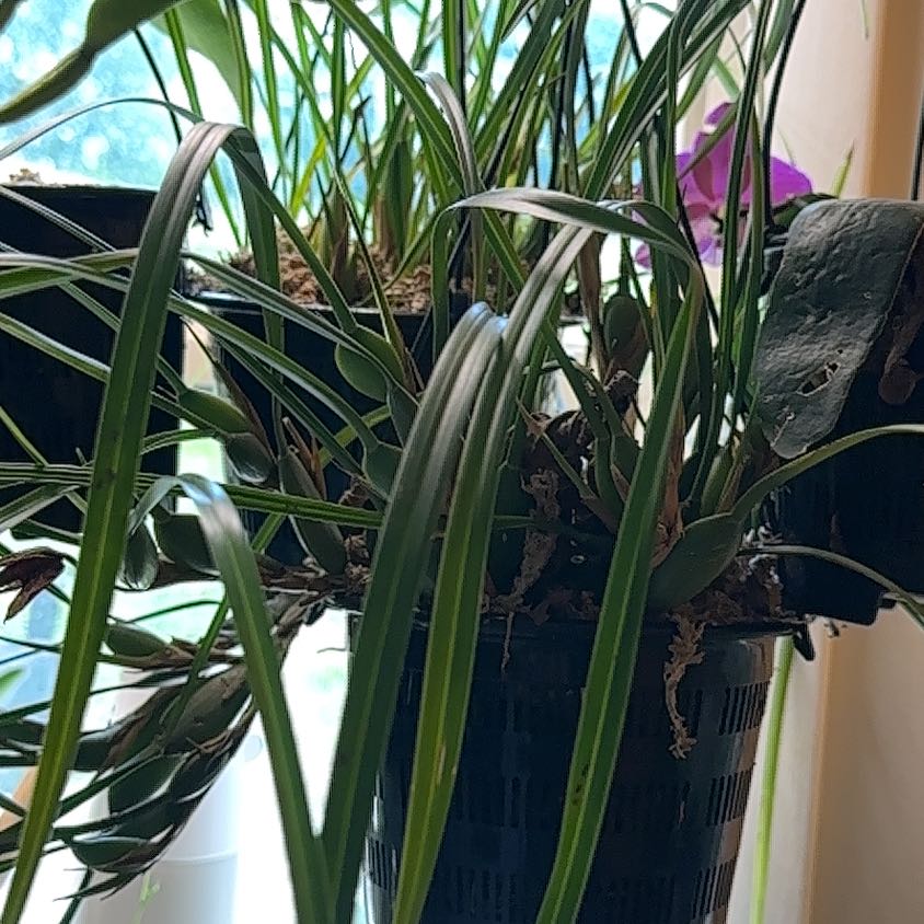 Photo of the plant species Coconut Orchid by @TutorStaraloe89 named Remington on Greg, the plant care app