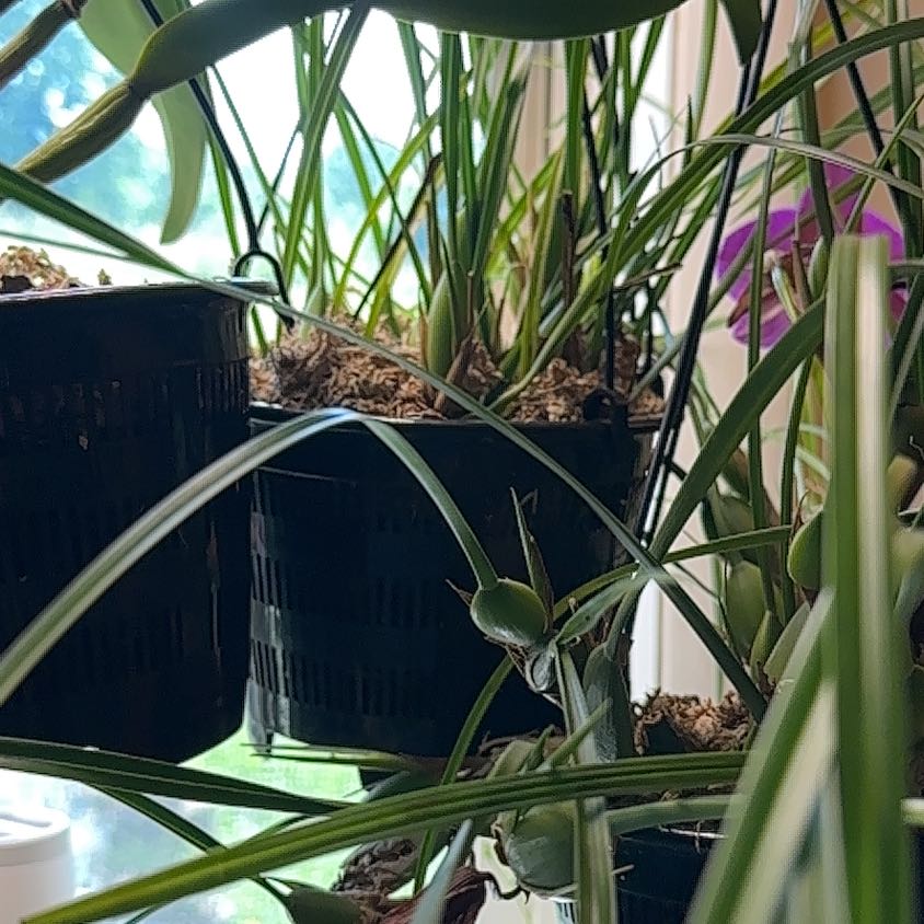 Photo of the plant species Coconut Orchid by @TutorStaraloe89 named Zion on Greg, the plant care app