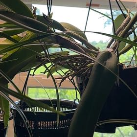 Photo of the plant species Cattleya Orchid by @TutorStaraloe89 named Shakira on Greg, the plant care app