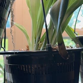 Photo of the plant species Miltoniopsis Orchid by @TutorStaraloe89 named Willow on Greg, the plant care app