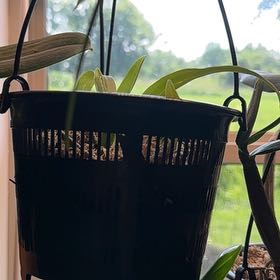 Photo of the plant species Oncidium sharry baby 'Sweet Fragrance' by @TutorStaraloe89 named Sigmund on Greg, the plant care app