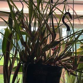Photo of the plant species Coconut Orchid by @TutorStaraloe89 named Nithin on Greg, the plant care app