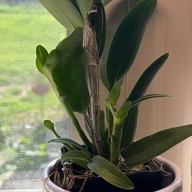 Photo of the plant species Orchid Hybrid by @TutorStaraloe89 named Luna on Greg, the plant care app