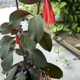 Photo of the plant species Bolivian Fuchsia by @TutorStaraloe89 named Eva on Greg, the plant care app
