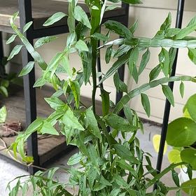 Photo of the plant species Ribbon Bush by @TutorStaraloe89 named Achilles on Greg, the plant care app