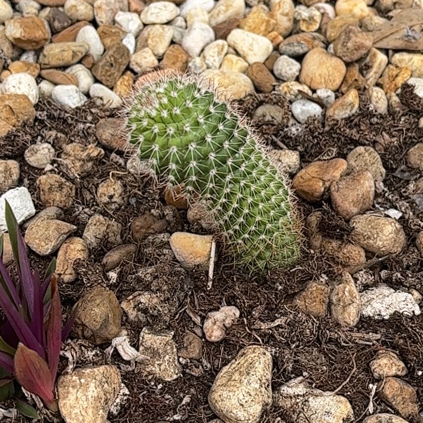 Photo of the plant species Mammillaria Uncinata by @FunTaro25 named Terra on Greg, the plant care app