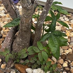 Photo of the plant species Ailanthus Altissima by @FunTaro25 named ChloroPhil on Greg, the plant care app