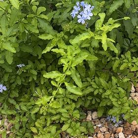 Photo of the plant species Blue Plumbago by @FunTaro25 named Elina on Greg, the plant care app