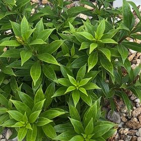 Photo of the plant species Golden Trumpet by @FunTaro25 named Tupot amaroot on Greg, the plant care app