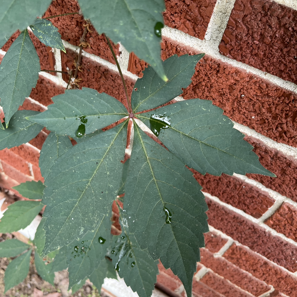 Photo of the plant species Virginia Creeper by @SwiftSucc57 named Morgan Treeman on Greg, the plant care app