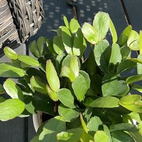Photo of the plant species Cardboard Palm by @RealMatgrass86 named Rosa on Greg, the plant care app
