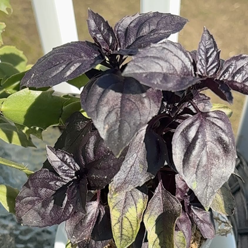 Photo of the plant species Brazilian Joyweed by @RealMatgrass86 named Muhammad Ali on Greg, the plant care app