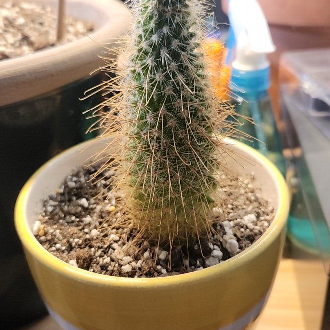 Photo of the plant species Mammillaria magnifica by @DifferentCobnut named Planty on Greg, the plant care app