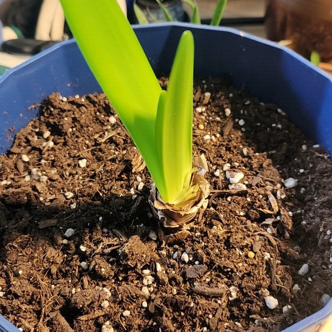 Photo of the plant species Amaryllis by @DifferentCobnut named Queen on Greg, the plant care app