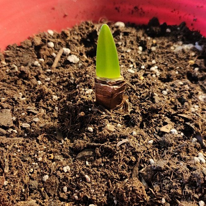 Photo of the plant species Amaryllis by @DifferentCobnut named Anne on Greg, the plant care app