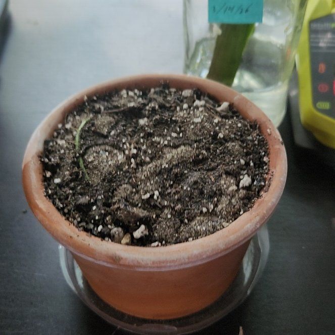 Photo of the plant species Night Blooming Cereus by @DifferentCobnut named Gomez on Greg, the plant care app