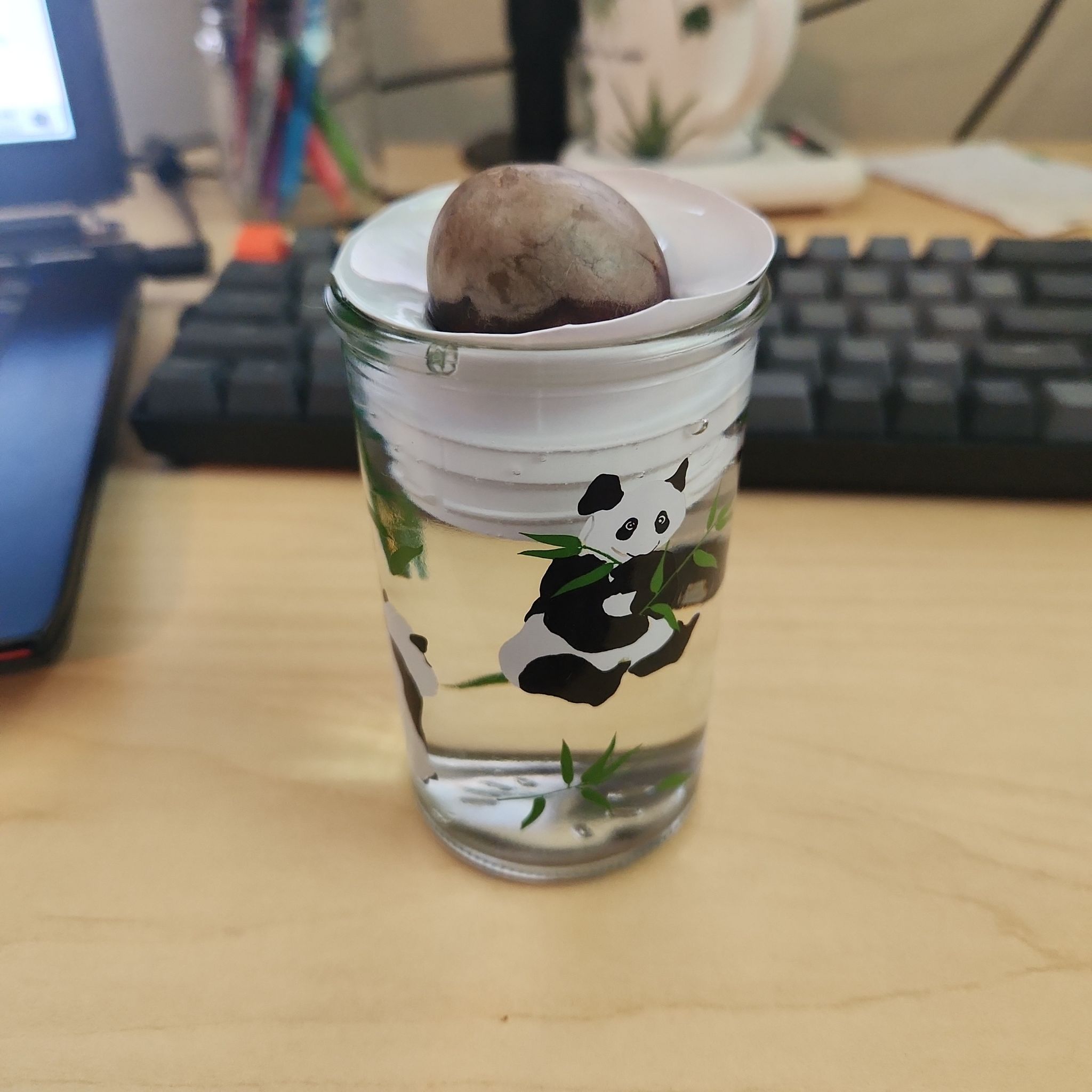 Photo of the plant species avocado seed by @DifferentCobnut named Sharon on Greg, the plant care app