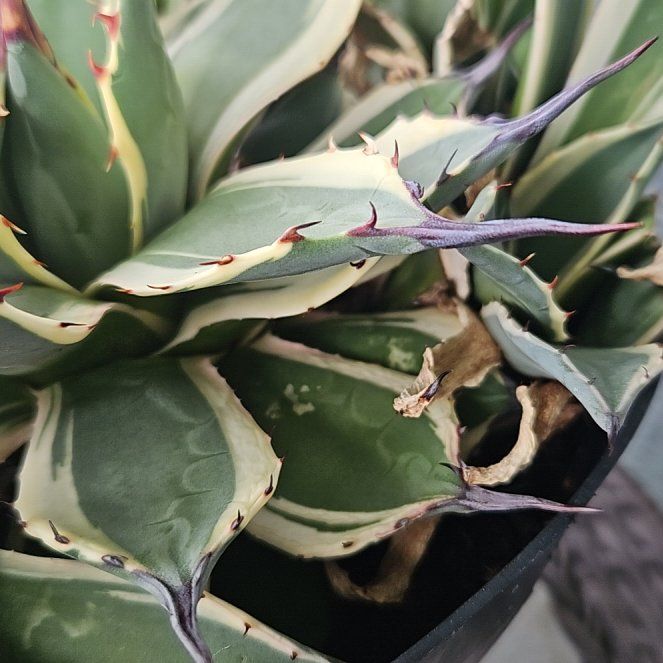 Photo of the plant species Agave 'Cream Spike' by @DesiredFord96 named Athena on Greg, the plant care app