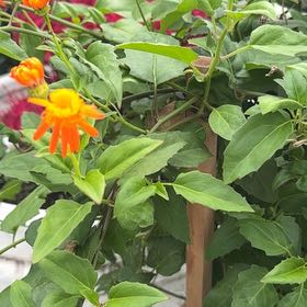 Photo of the plant species Mexican Sunflower by @PoeticKawaka20 named Muhammad Ali on Greg, the plant care app