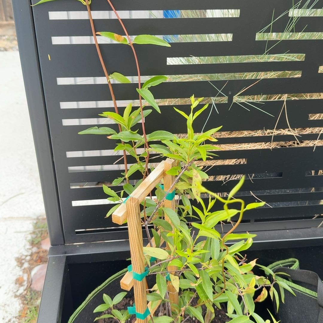 Photo of the plant species Jessamine by @PoeticKawaka20 named Xena on Greg, the plant care app