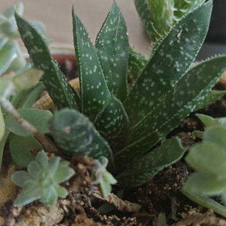 Photo of the plant species Gasteria aristata by @pablorp named ChloroPhil on Greg, the plant care app