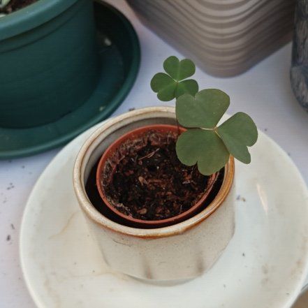 Photo of the plant species Pink Woodsorrel by @pablorp named Hemingway on Greg, the plant care app
