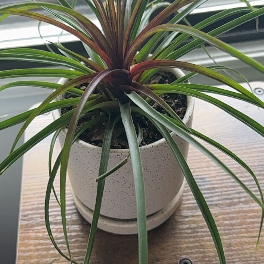 Photo of the plant species Pink Quill by @ValidRosea8 named da Vinci on Greg, the plant care app