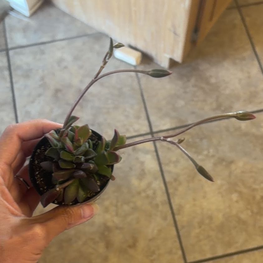 Photo of the plant species Anacampseros telephiastrum 'Variegata' by @ChampLoquat94 named Foxxy on Greg, the plant care app