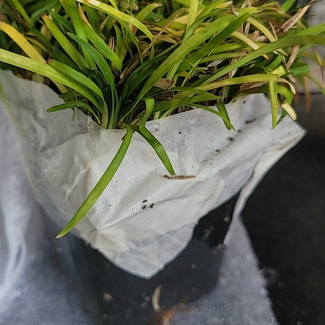 Photo of the plant species Dwarf Lilyturf by @PrincelyTaro9 named Forrest on Greg, the plant care app