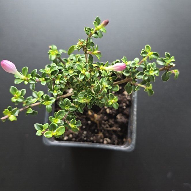 Photo of the plant species Serissa Foetida by @BigMistflower97 named Sakura on Greg, the plant care app
