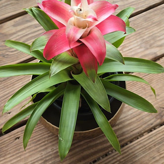 Photo of the plant species Guzmania Bromeliad by @BigMistflower97 named Leaf Erickson on Greg, the plant care app
