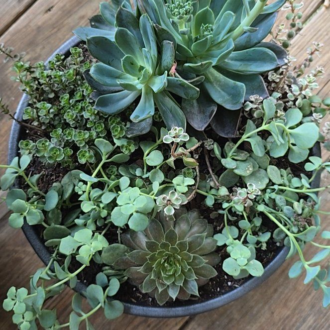 Photo of the plant species Mixed Succulent by @BigMistflower97 named Mosaic on Greg, the plant care app