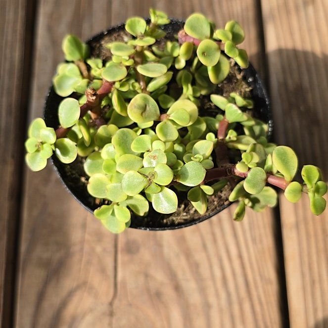 Photo of the plant species Portulacaria afra 'Jubilee' by @BigMistflower97 named Ulysses S Plant on Greg, the plant care app