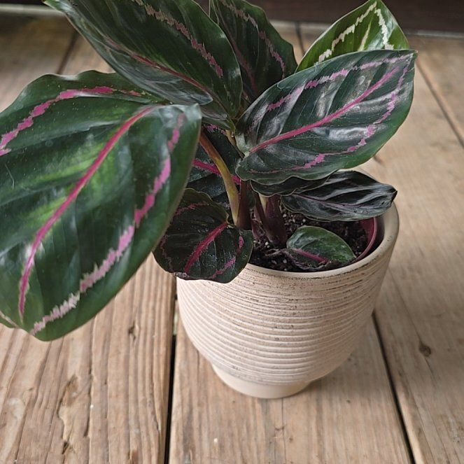 Photo of the plant species Calathea Dottie by @BigMistflower97 named Fernie Mercury on Greg, the plant care app