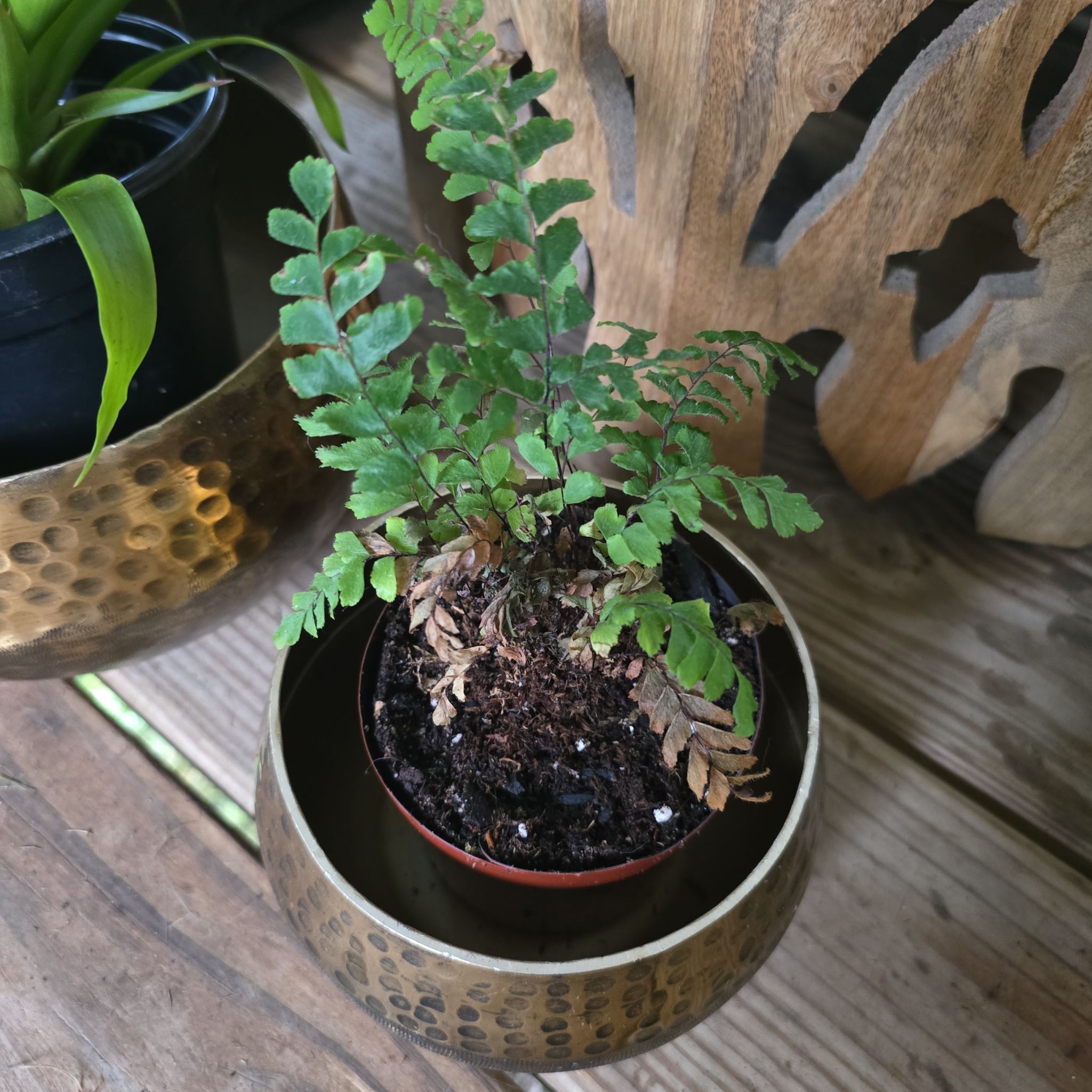 Photo of the plant species Rosy Maidenhair Fern by @BigMistflower97 named Rosie on Greg, the plant care app