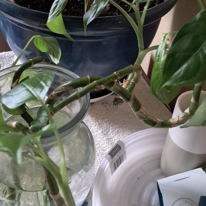 Photo of the plant species Dumb Cane by @AlertTaraire82 named Orlando Bloom on Greg, the plant care app