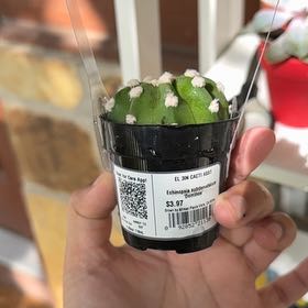Photo of the plant species Echinopsis subdenudatum 'Dominos' by @QuirkyFern20 named Mitski on Greg, the plant care app
