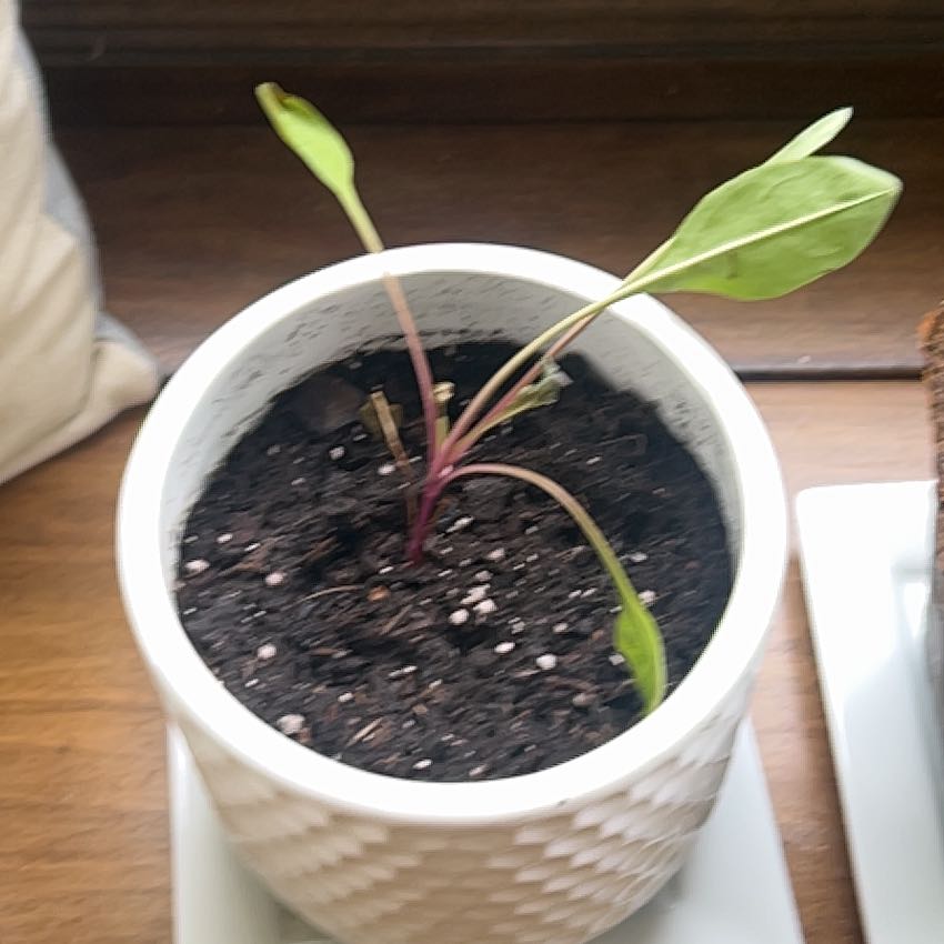 Photo of the plant species Foxglove Beardtongue by @FitTupeia99 named Baby on Greg, the plant care app