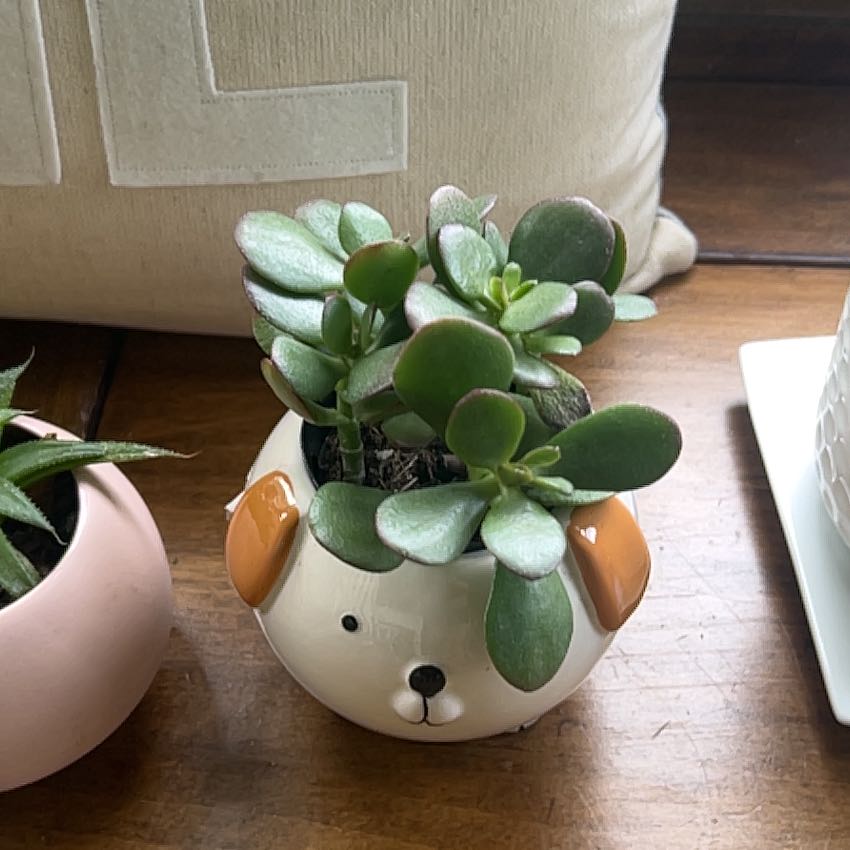 Photo of the plant species Mini Jade by @FitTupeia99 named Jade on Greg, the plant care app
