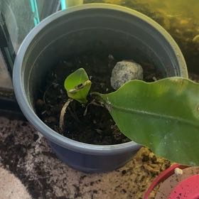 Photo of the plant species Java Fern by @FragrantGrass40 named ChloroPhil on Greg, the plant care app