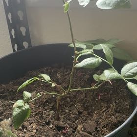 Photo of the plant species Blueberry by @FragrantGrass40 named Bieber on Greg, the plant care app