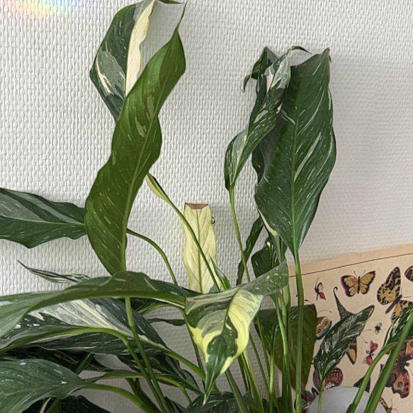 Photo of the plant species Variegated Peace Lily by @GoldSapote62 named Apollo on Greg, the plant care app