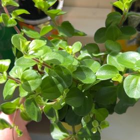Photo of the plant species Trailing Jade by @GoldSapote62 named Pax on Greg, the plant care app