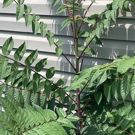 Photo of the plant species Ailanthus Altissima by @MiracleMakole57 named Prince on Greg, the plant care app