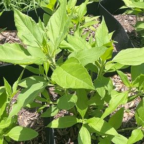 Photo of the plant species Jerusalem Artichoke by @MiracleMakole57 named Gobi on Greg, the plant care app
