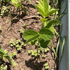 Photo of the plant species Soybean by @MiracleMakole57 named Gomez on Greg, the plant care app