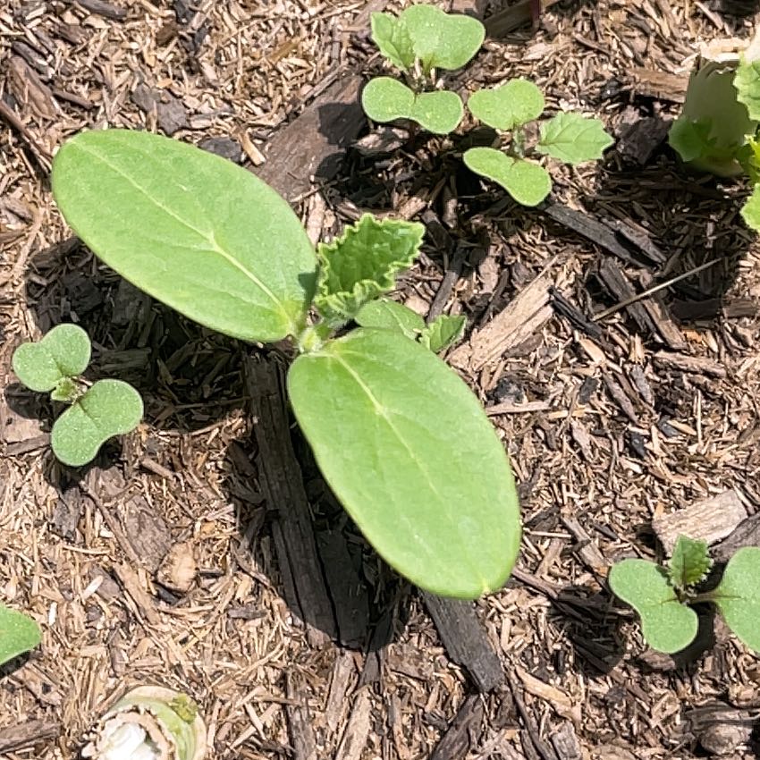 Photo of the plant species Wild Cucumber by @MiracleMakole57 named Sahara on Greg, the plant care app