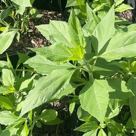 Photo of the plant species Jerusalem Artichoke by @MiracleMakole57 named Harry on Greg, the plant care app